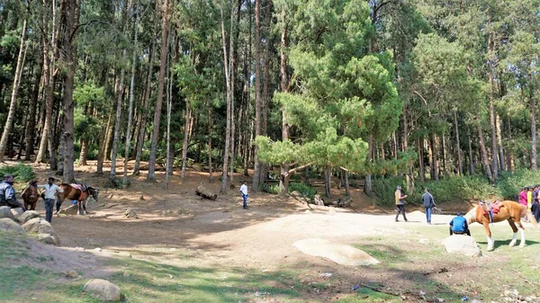 Ooty Tamilnadu India April 2022 Tourists Enjoying Amazing Pine Forest — Stock Photo, Image