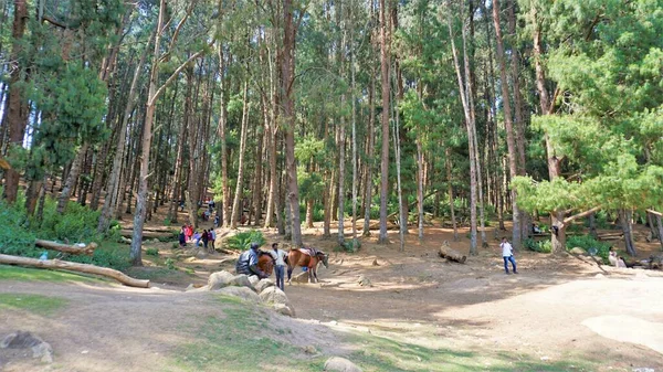 Ooty, Tamilnadu, Hindistan-30 Nisan 2022: Ooty, Tamilnadu, Hindistan 'ın muhteşem çam ormanlarının tadını çıkaran turistler. Güney Hindistan 'da en sevdiği balayı yeri.