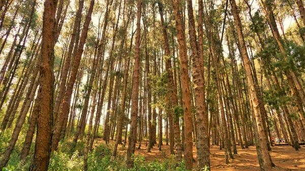 Ooty, Tamilnadu, Hindistan-30 Nisan 2022: Ooty, Tamilnadu, Hindistan 'ın muhteşem çam ormanlarının tadını çıkaran turistler. Güney Hindistan 'da en sevdiği balayı yeri.