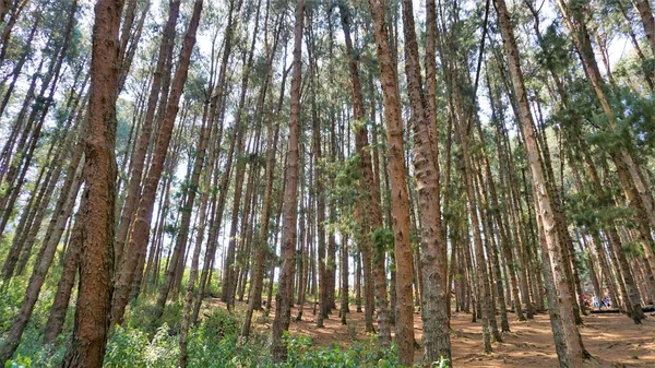 Ooty, Tamilnadu, Hindistan-30 Nisan 2022: Ooty, Tamilnadu, Hindistan 'ın muhteşem çam ormanlarının tadını çıkaran turistler. Güney Hindistan 'da en sevdiği balayı yeri.