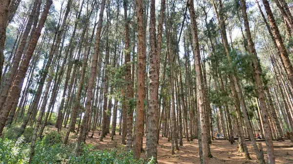 Ooty, Tamilnadu, Hindistan-30 Nisan 2022: Ooty, Tamilnadu, Hindistan 'ın muhteşem çam ormanlarının tadını çıkaran turistler. Güney Hindistan 'da en sevdiği balayı yeri.