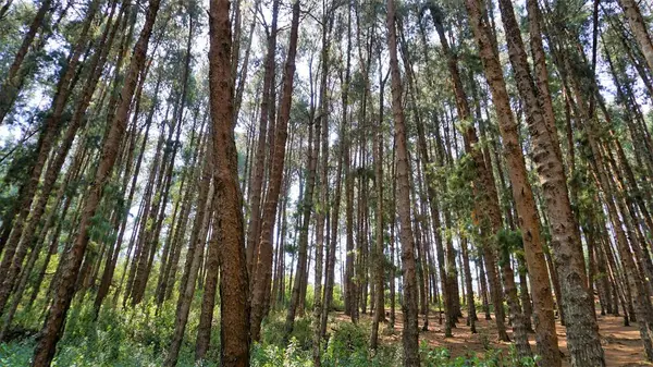 Ooty, Tamilnadu, Hindistan 'ın inanılmaz çam ormanı. Ooty 'de ziyaret edilmesi gereken yerlerden biri..