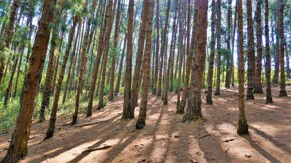Ooty, Tamilnadu, Hindistan 'ın inanılmaz çam ormanı. Ooty 'de ziyaret edilmesi gereken yerlerden biri..