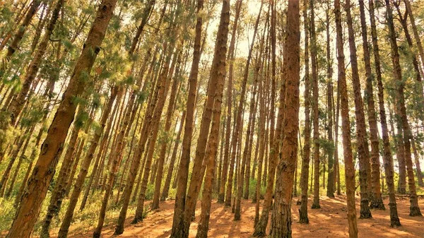 Ooty, Tamilnadu, Hindistan 'ın inanılmaz çam ormanı. Ooty 'de ziyaret edilmesi gereken yerlerden biri..
