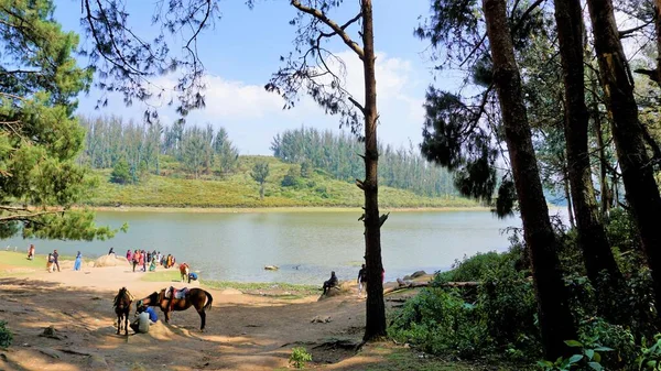 Ooty Tamilnadu India April 2022 游客从印度Tamilnadu的Ooty松树林欣赏Sandynulla湖的美丽风景 — 图库照片
