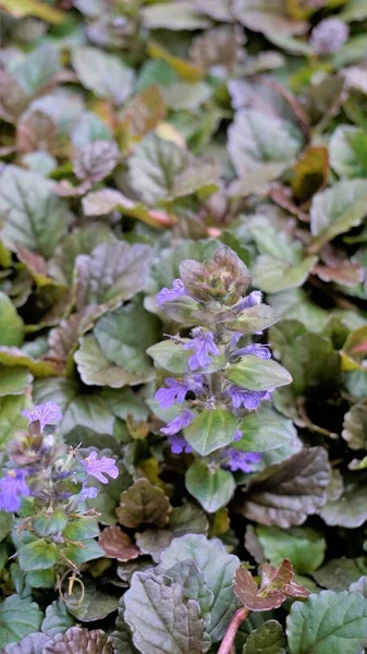 Beautiful Blue Violet Flowers Ajuga Genevensis Also Known Geneva Bugleweed — Fotografia de Stock