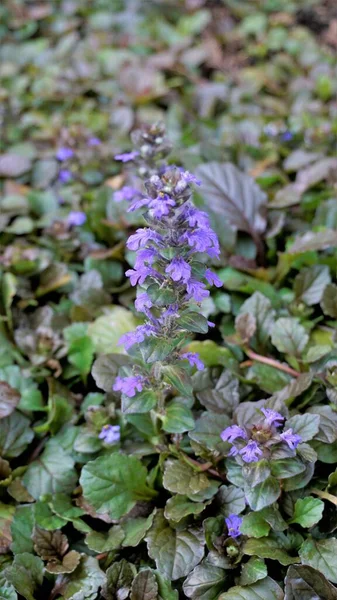 Beautiful Blue Violet Flowers Ajuga Genevensis Also Known Geneva Bugleweed — Stok fotoğraf