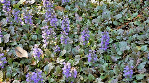 Piękne Niebieskie Fioletowe Kwiaty Ajuga Genevensis Znany Również Jako Genewa — Zdjęcie stockowe