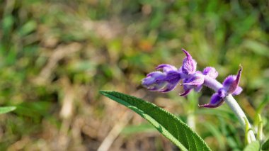 Beautiful flower of Salvia leucantha also known as Mexican bush sage with natural background.