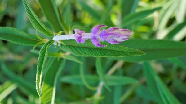Bela Flor Salvia Leucantha Também Conhecido Como Arbusto Mexicano Sábio — Fotografia de Stock