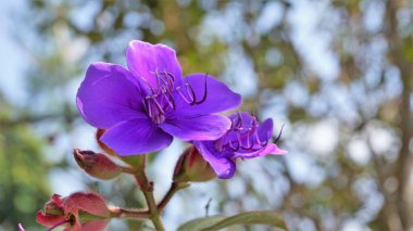Tibouchina urvilleana 'nın güzel çiçeklerine yakın plan. Prenses çiçeği olarak da bilinir. Mor ihtişam ağacı. Ooty Botanik Bahçesinde görüldü