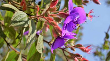 Tibouchina urvilleana 'nın güzel çiçeklerine yakın plan. Prenses çiçeği olarak da bilinir. Mor ihtişam ağacı. Ooty Botanik Bahçesinde görüldü