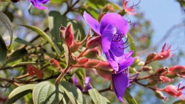 Tibouchina urvilleana 'nın güzel çiçeklerine yakın plan. Prenses çiçeği olarak da bilinir. Mor ihtişam ağacı. Ooty Botanik Bahçesinde görüldü