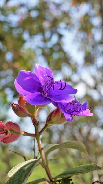 Closeup Beautiful Flowers Tibouchina Urvilleana Also Known Princess Flower Purple — Zdjęcie stockowe