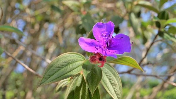 Closeup Beautiful Flowers Tibouchina Urvilleana Also Known Princess Flower Purple —  Fotos de Stock
