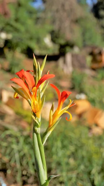 Beautiful Small Flowers Canna Generalis Also Known Canna Lily Common — Stock Photo, Image