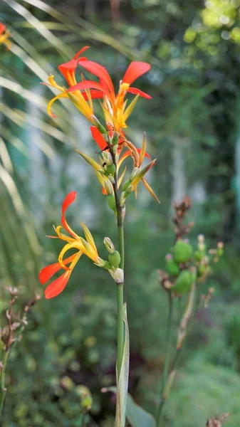 Canna Generalis Güzel Küçük Çiçekleri Canna Zambağı Olarak Bilinir Doğal — Stok fotoğraf