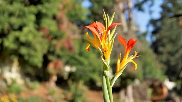 Hermosas Flores Pequeñas Canna Generalis También Conocido Como Lirio Canna —  Fotos de Stock