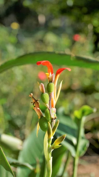 Hermosas Flores Pequeñas Canna Generalis También Conocido Como Lirio Canna — Foto de Stock