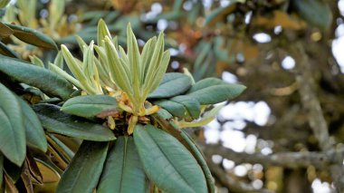 Rhododendron hodgsonii bitkisinin taze yapraklarının doğal arka planı. Ooty, tamilnadu 'da görüldü.