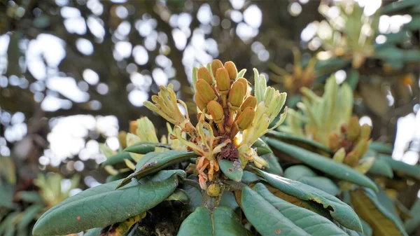 Primer Plano Las Hojas Tiernas Frescas Rhododendron Hodgsonii Planta Con —  Fotos de Stock
