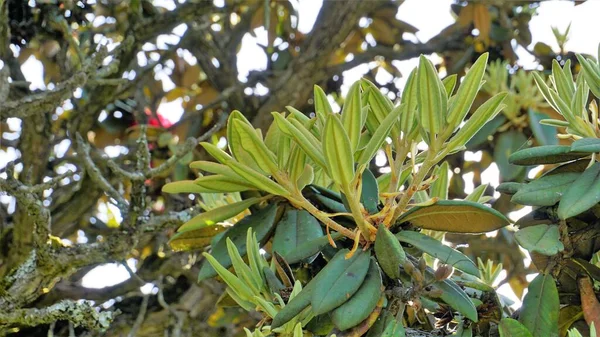 Primo Piano Foglie Tenere Fresche Della Pianta Rhododendron Hodgsonii Con — Foto Stock