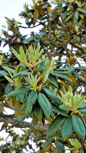 Sluiten Van Verse Tere Bladeren Van Rhododendron Hodgsonii Plant Met — Stockfoto