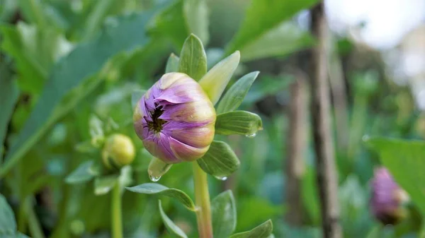Schöne Blüten Von Dahlia Pinnata Auch Als Gefiedert Bekannt Hypnotica — Stockfoto