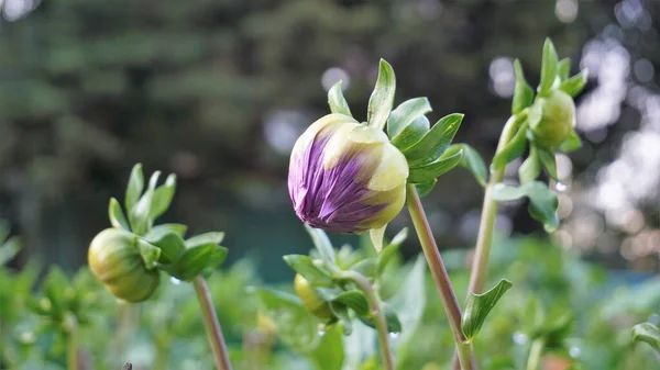 Hermosas Flores Dahlia Pinnata También Conocidas Como Pinnate Hypnotica Con — Foto de Stock