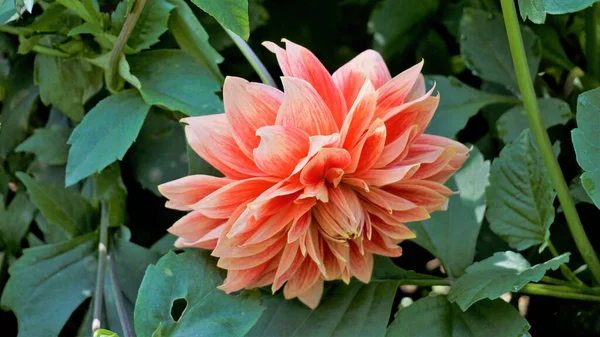 Όμορφα Λουλούδια Της Dahlia Pinnata Επίσης Γνωστή Pinnate Hypnisa Πράσινο — Φωτογραφία Αρχείου