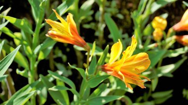 Alstroemeria aurea 'nın güzel çiçekleri Peru zambağı ya da altın zambak olarak da bilinir. Doğal yeşil Arkaplan
