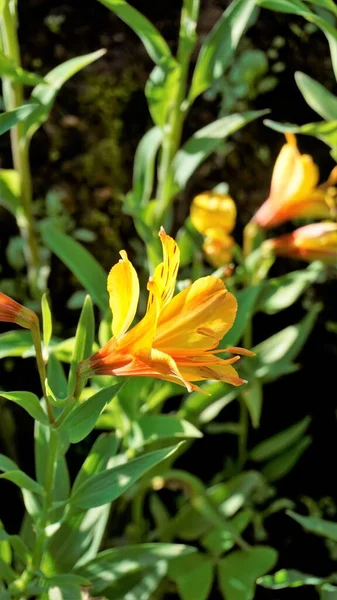 Alstroemeria Aurea Nın Güzel Çiçekleri Peru Zambağı Altın Zambak Olarak — Stok fotoğraf