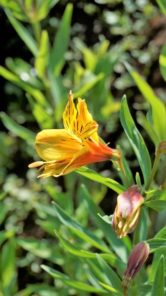 Alstroemeria Aurea Nın Güzel Çiçekleri Peru Zambağı Altın Zambak Olarak — Stok fotoğraf