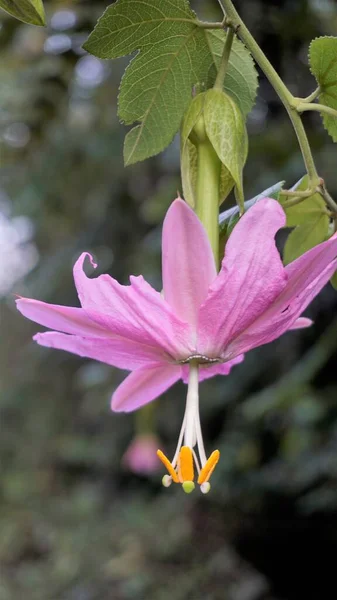 Schöne Blüten Der Passiflora Tripartita Auch Bekannt Als Banane Passionsblume — Stockfoto
