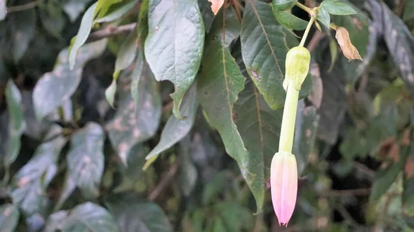 Krásné Květy Passiflora Tripartita Také Známý Jako Banán Mučenka Poka — Stock fotografie