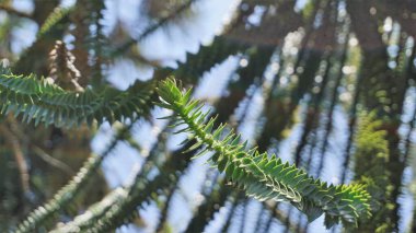 Araucaria araucana 'nın güzel yaprakları Maymun bulmaca ağacı, Araucaria, Şili çamı vs. olarak da bilinir. Doğal arkaplan resmi.