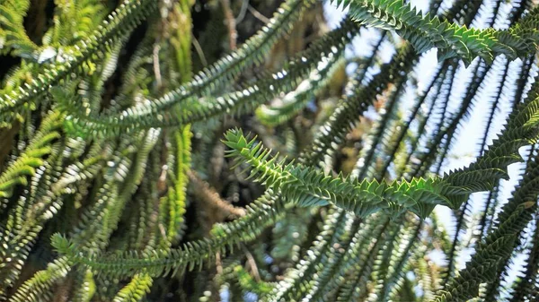 Krásné Listy Araucaria Araucana Také Známý Jako Opice Puzzle Strom — Stock fotografie