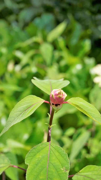 Schöne Blume Mit Knospen Von Salvia Involucrata Auch Bekannt Als — Stockfoto
