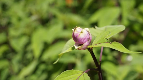 Schöne Blume Mit Knospen Von Salvia Involucrata Auch Bekannt Als — Stockfoto