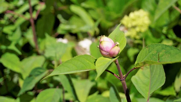 Hermosa Flor Con Brotes Salvia Involucrata También Conocida Como Salvia — Foto de Stock