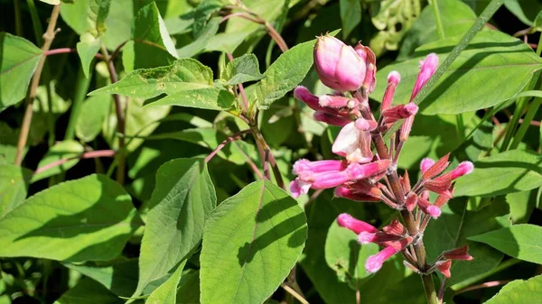 Красивый Цветок Бутонами Salvia Involucrata Известный Розовый Лист Шалфея Замечен — стоковое фото