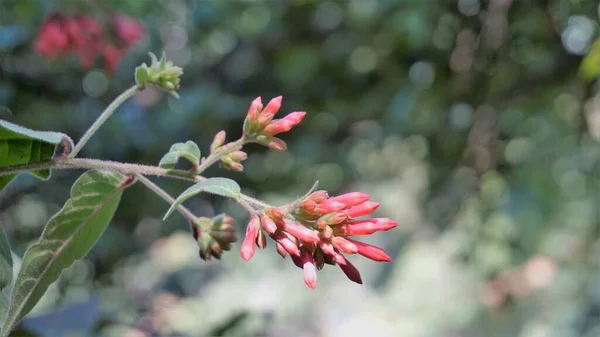 Krásná Parta Fialových Květů Cestrum Elegans Také Známý Jako Crimson — Stock fotografie