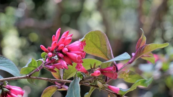 크림슨 Crimson Cestrum 자스민 Bastard Jasmine 도알려진 아름다운 자줏빛 꽃들이 — 스톡 사진