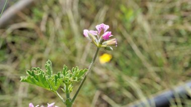 Pelargonium mezarlığının güzel pembe çiçekleri tatlı kokulu sardunya olarak da bilinir. Yeşil arkaplan ile izole çiçekler.