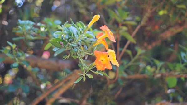 Piękne Kwiaty Streptosolen Jamesonii Znany Również Jako Krzew Marmolady Pomarańczowa — Zdjęcie stockowe
