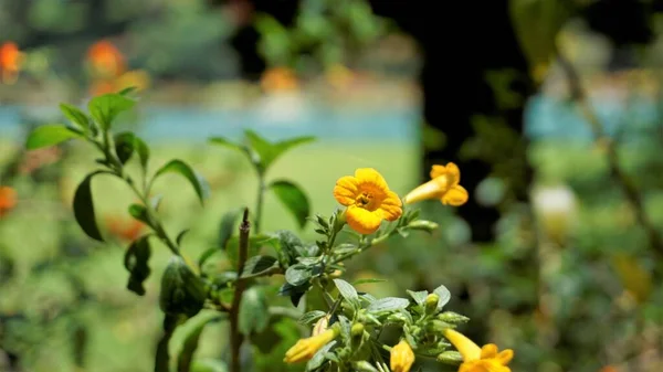 Hermosas Flores Streptosolen Jamesonii También Conocido Como Arbusto Mermelada Browallia —  Fotos de Stock