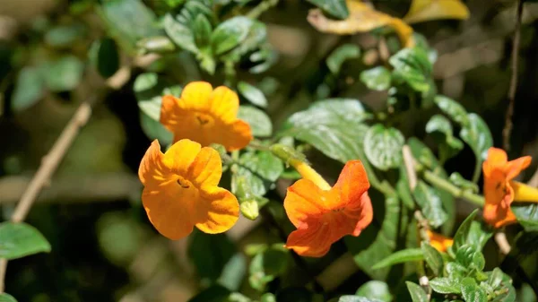 Vackra Blommor Streptosolen Jamesonii Ven Som Marmelad Buske Orange Browallia — Stockfoto