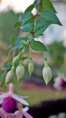 Fuchsia Magellanica 'nın güzel çiçekleri Hardy fuchsia olarak da bilinir. Akşamları çiçek açan çiçekli bir çiçek ailesi. Süslü bahçe bitkisi.