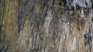 Okaliptüs ağacı gövdesi kabuk dokusunun yakın dokusu. Doğal soyut