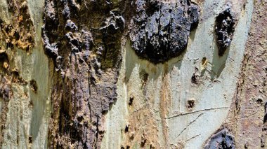 Okaliptüs ağacı gövdesi kabuk dokusunun yakın dokusu. Doğal soyut